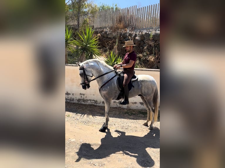 Andalusier Mix Hengst 7 Jahre 160 cm Schimmel in Alhaurin el Grande