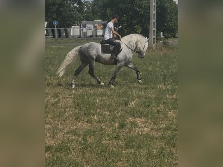 Andalusier Mix Hengst 7 Jahre 160 cm Schimmel in Rechnitz