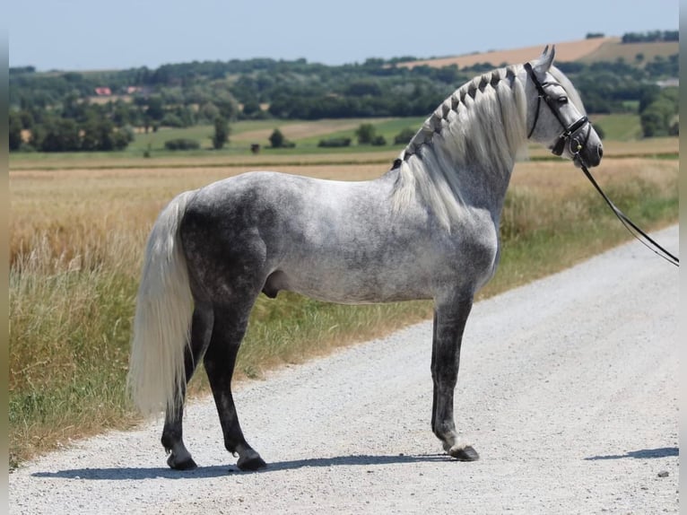 Andalusier Hengst 7 Jahre 160 cm Schimmel in Rechnitz