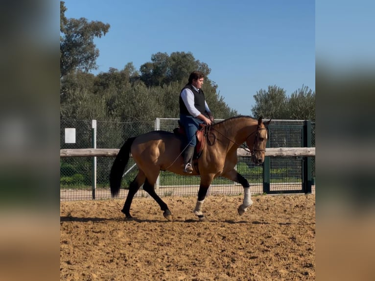 Andalusier Hengst 7 Jahre 161 cm Falbe in Vejer de la Frontera