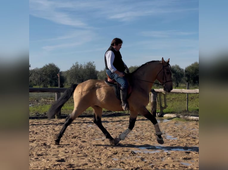 Andalusier Hengst 7 Jahre 161 cm Falbe in Vejer de la Frontera