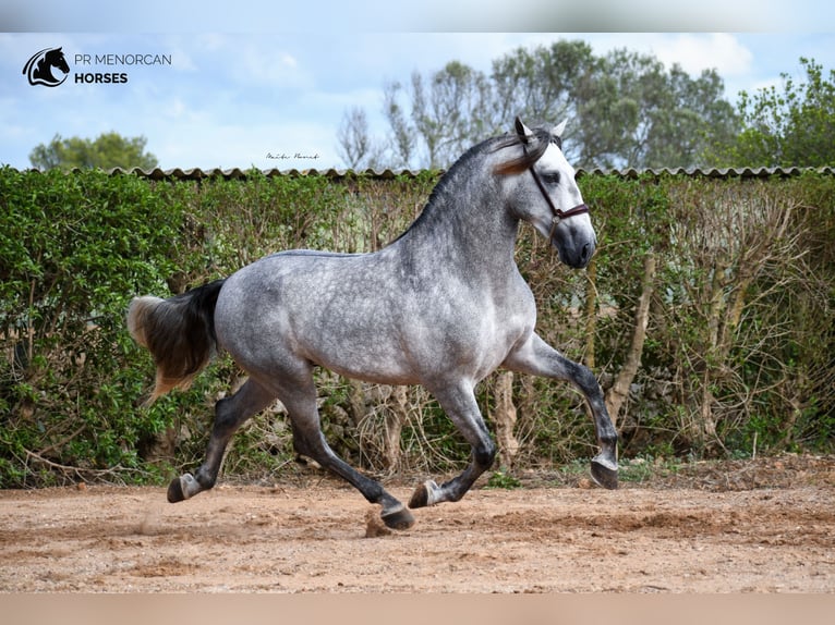 Andalusier Hengst 7 Jahre 162 cm Schimmel in Menorca