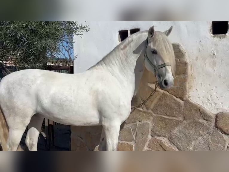 Andalusier Hengst 7 Jahre 163 cm Schimmel in Jerez