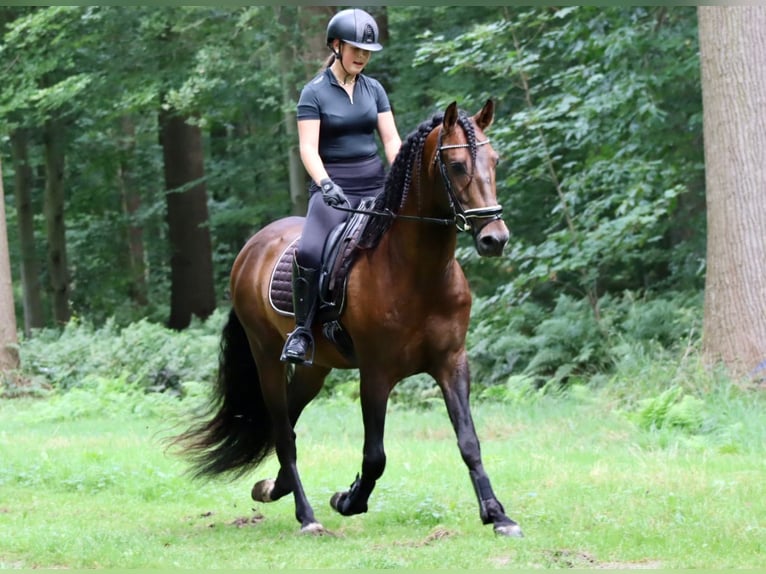 Andalusier Hengst 7 Jahre 164 cm Brauner in Sm