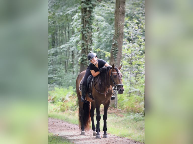 Andalusier Hengst 7 Jahre 164 cm Brauner in Sm