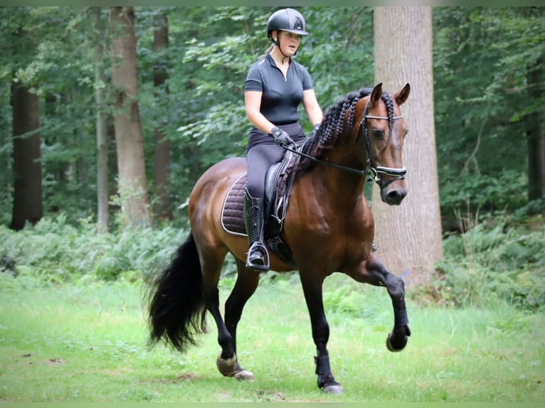 Andalusier Hengst 7 Jahre 164 cm Brauner in Sm