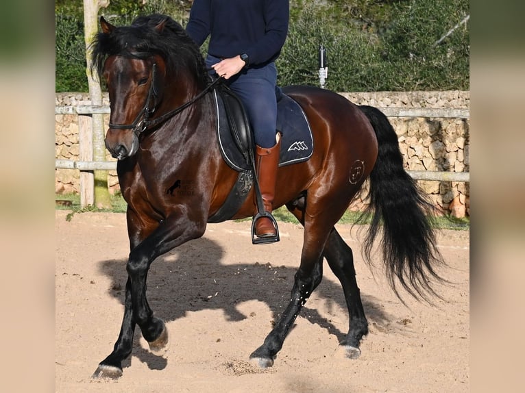 Andalusier Hengst 7 Jahre 166 cm Brauner in Menorca