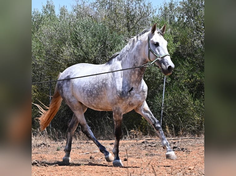 Andalusier Hengst 7 Jahre 169 cm Schimmel in Mallorca