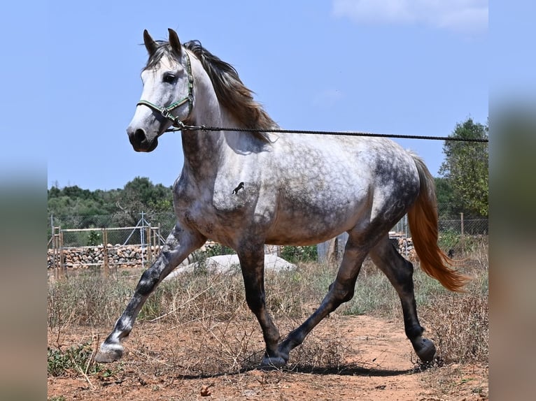 Andalusier Hengst 7 Jahre 169 cm Schimmel in Mallorca