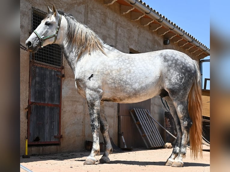 Andalusier Hengst 7 Jahre 169 cm Schimmel in Mallorca