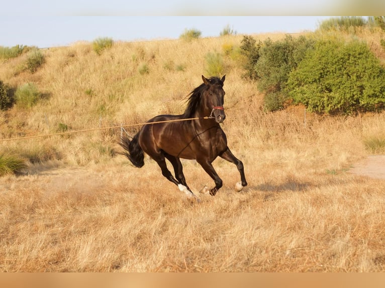 Andalusier Hengst 7 Jahre 172 cm Rappe in Arroyo De San Servan