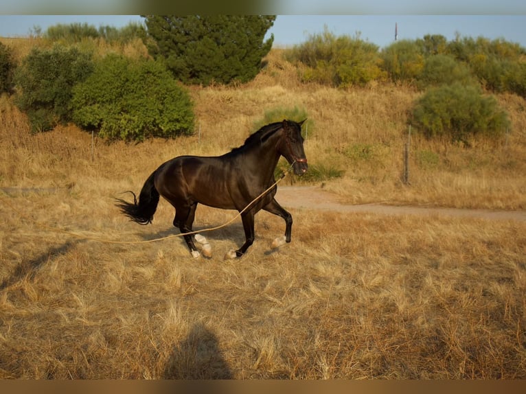 Andalusier Hengst 7 Jahre 172 cm Rappe in Arroyo De San Servan