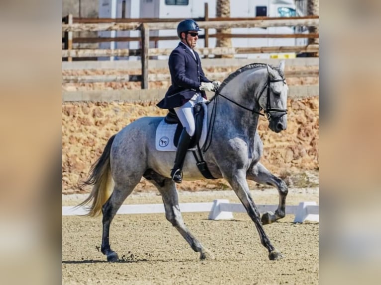 Andalusier Hengst 7 Jahre 177 cm Schimmel in Vilamarxant