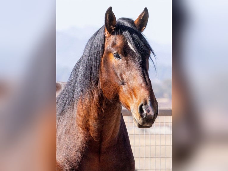 Andalusier Mix Hengst 7 Jahre 183 cm Rotbrauner in Dallas