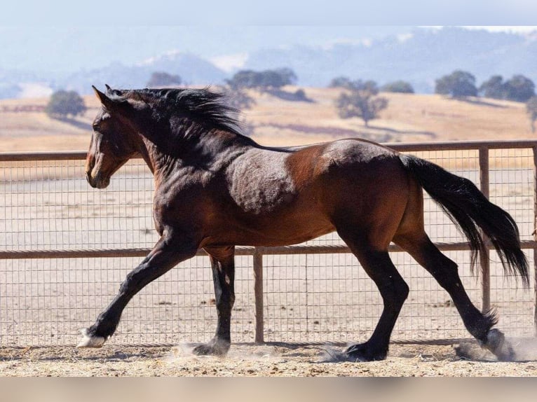 Andalusier Mix Hengst 7 Jahre 183 cm Rotbrauner in Dallas