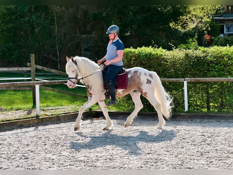 Andalusiër Hengst 8 Jaar 153 cm Gevlekt-paard in Neustadt (Wied)