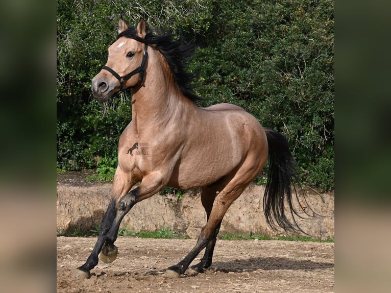 Andalusiër Hengst 8 Jaar 158 cm Falbe in Menorca