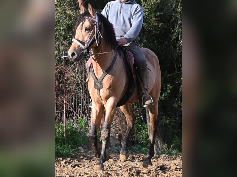 Andalusiër Hengst 8 Jaar 158 cm Falbe in Menorca