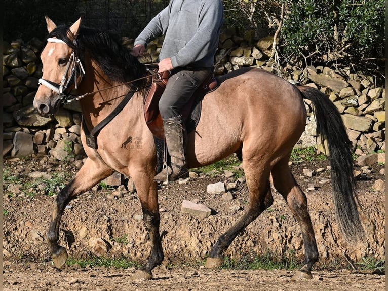 Andalusiër Hengst 8 Jaar 158 cm Falbe in Menorca