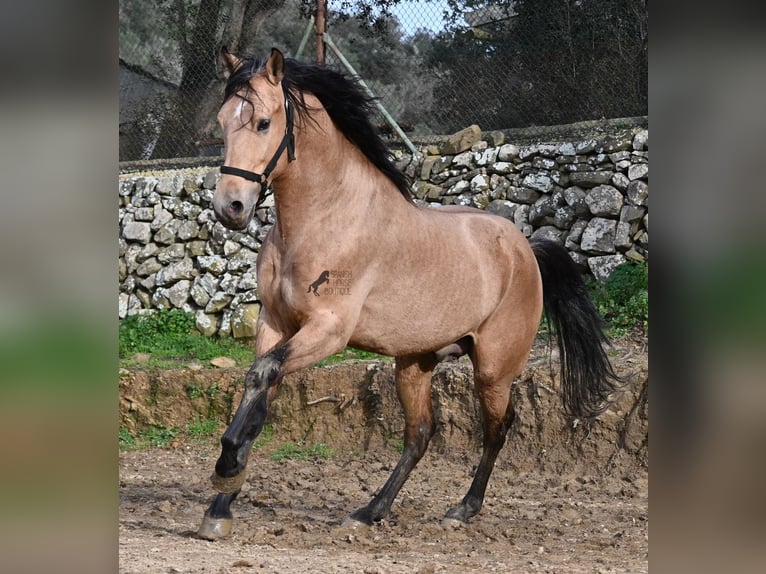 Andalusiër Hengst 8 Jaar 158 cm Falbe in Menorca