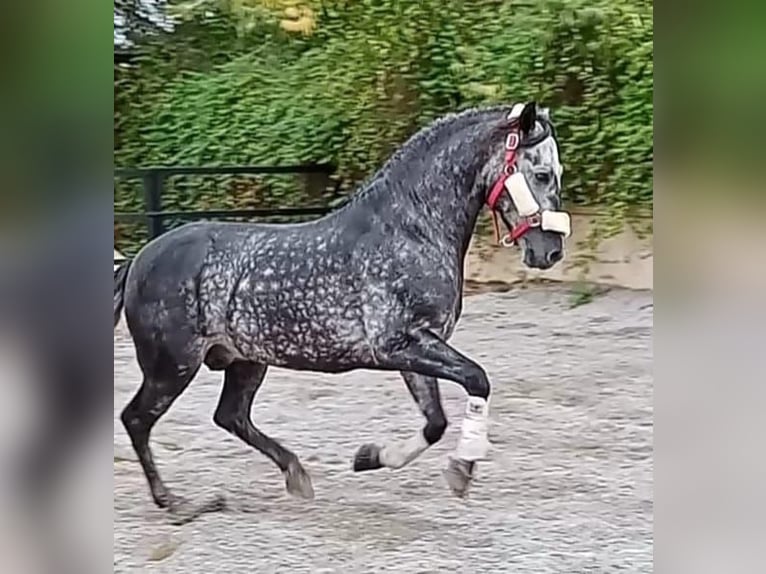 Andalusiër Hengst 8 Jaar 159 cm Appelschimmel in Pozoblanco