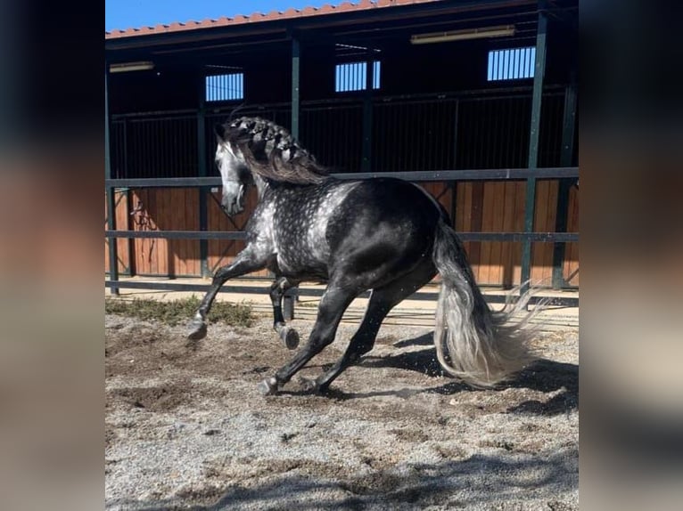 Andalusiër Hengst 8 Jaar 159 cm Appelschimmel in Hinojosa Del Duque