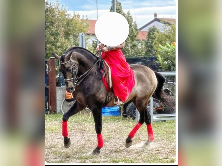 Andalusiër Hengst 8 Jaar 162 cm Buckskin in Milano