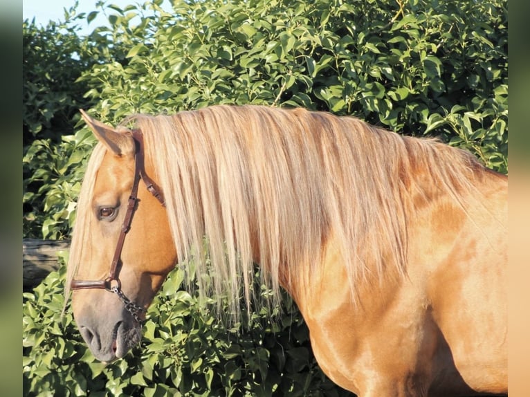 Andalusiër Hengst 8 Jaar 163 cm Palomino in Galaroza (Huelva)