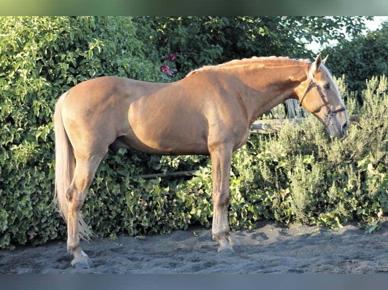 Andalusiër Hengst 8 Jaar 163 cm Palomino in Galaroza (Huelva)