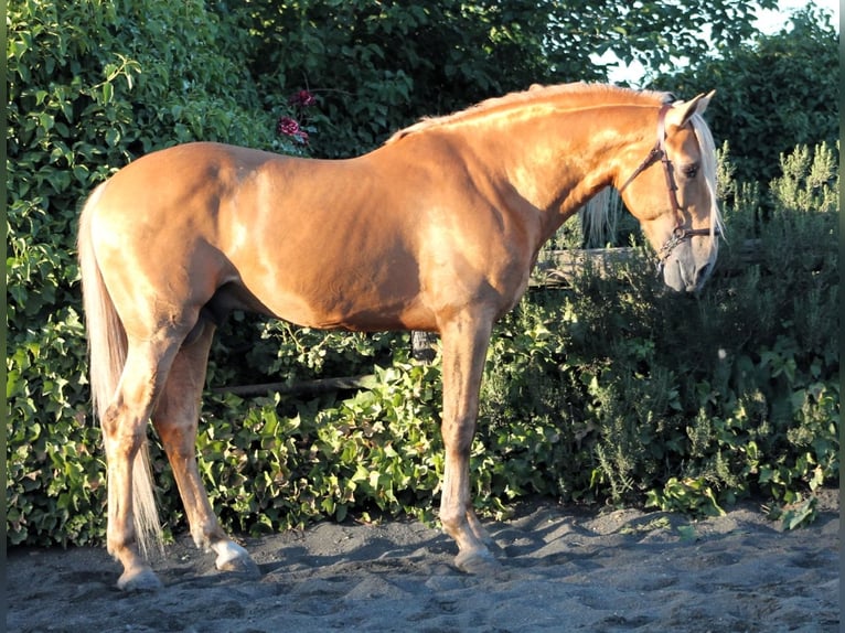 Andalusiër Hengst 8 Jaar 163 cm Palomino in Galaroza (Huelva)