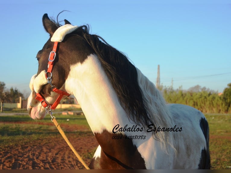 Andalusiër Hengst 8 Jaar 164 cm Gevlekt-paard in Vejer de la Frontera
