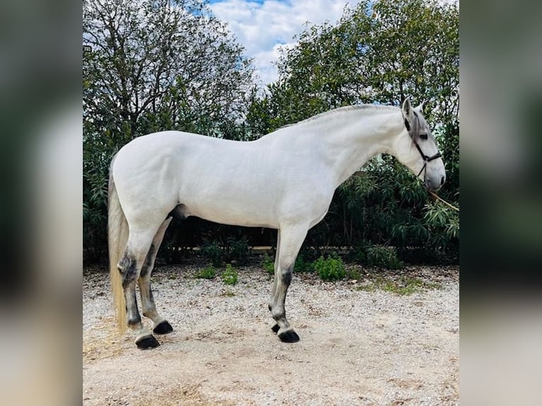 Andalusiër Hengst 8 Jaar 177 cm Schimmel in Vilamarxant