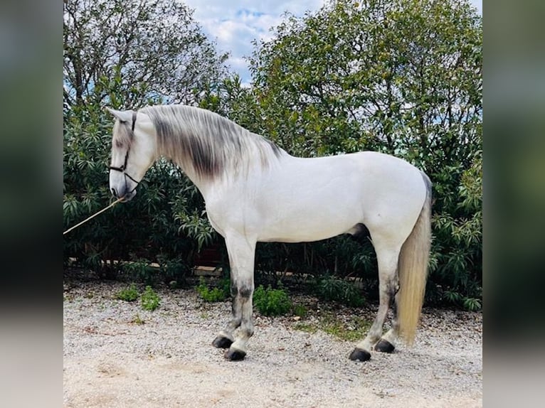 Andalusiër Hengst 8 Jaar 177 cm Schimmel in Vilamarxant