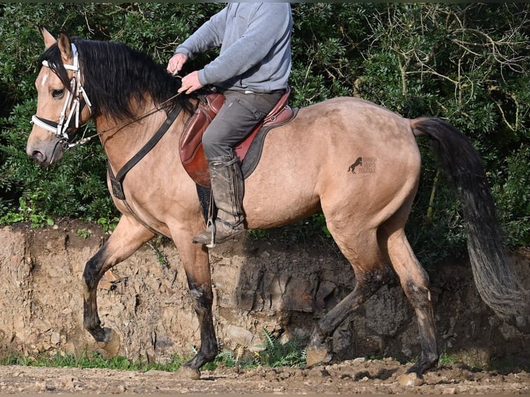 Andalusier Hengst 8 Jahre 158 cm Falbe in Menorca