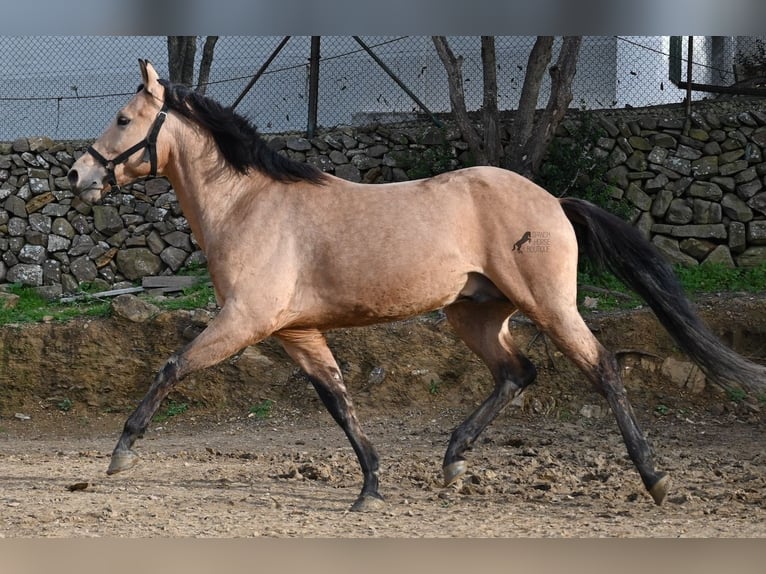 Andalusier Hengst 8 Jahre 158 cm Falbe in Menorca