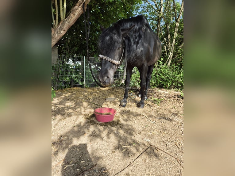 Andalusier Hengst 8 Jahre 158 cm Rappe in Ispringen
