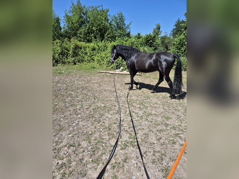 Andalusier Hengst 8 Jahre 158 cm Rappe in Ispringen