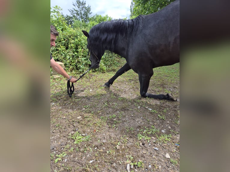 Andalusier Hengst 8 Jahre 158 cm Rappe in Ispringen