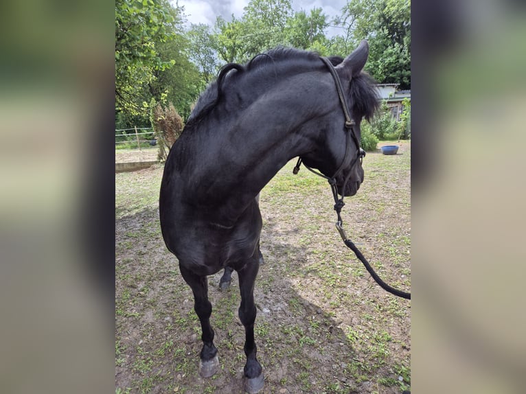 Andalusier Hengst 8 Jahre 158 cm Rappe in Ispringen