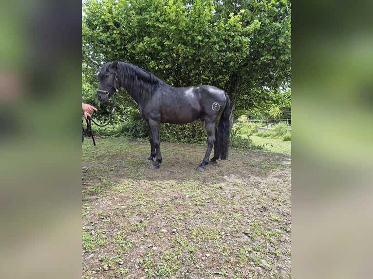 Andalusier Hengst 8 Jahre 158 cm Rappe in Ispringen