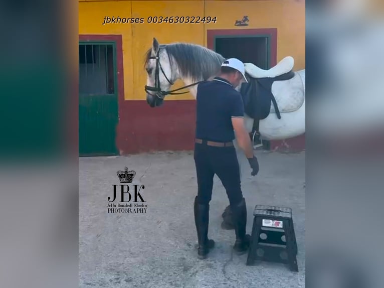 Andalusier Hengst 8 Jahre 158 cm Schimmel in Tabernas Almeria