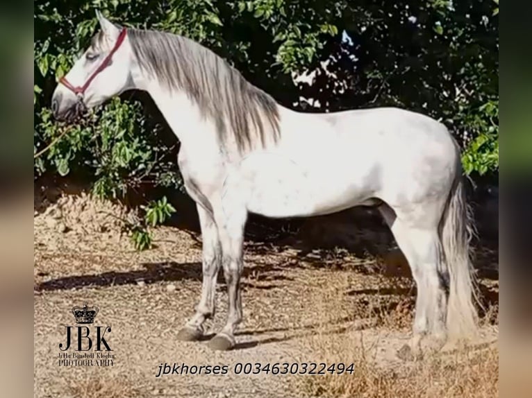 Andalusier Hengst 8 Jahre 158 cm Schimmel in Tabernas Almeria