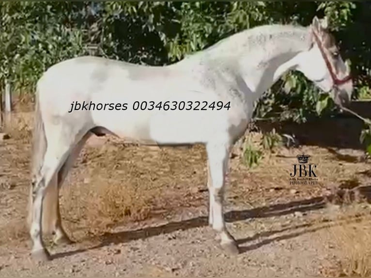 Andalusier Hengst 8 Jahre 158 cm Schimmel in Tabernas Almeria