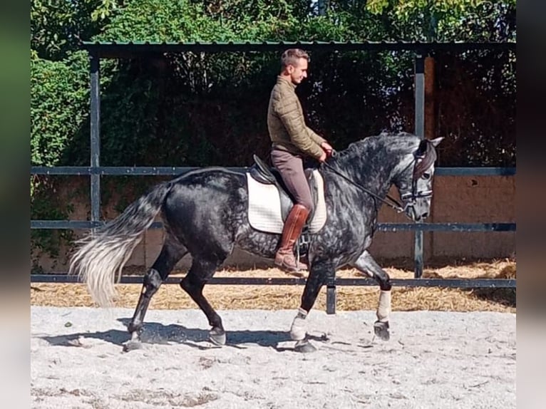 Andalusier Hengst 8 Jahre 159 cm Apfelschimmel in Pozoblanco