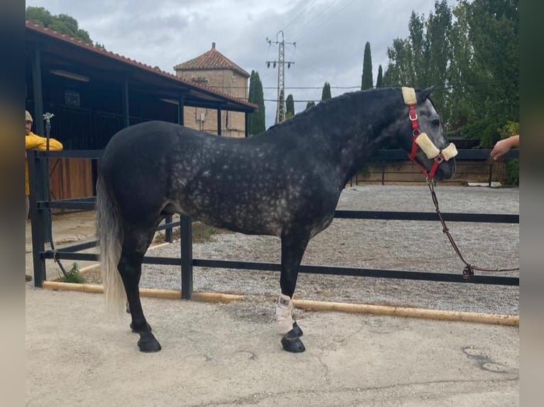 Andalusier Hengst 8 Jahre 159 cm Apfelschimmel in Hinojosa Del Duque