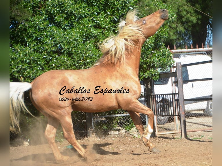 Andalusier Hengst 8 Jahre 160 cm Palomino in Vejer de la Frontera