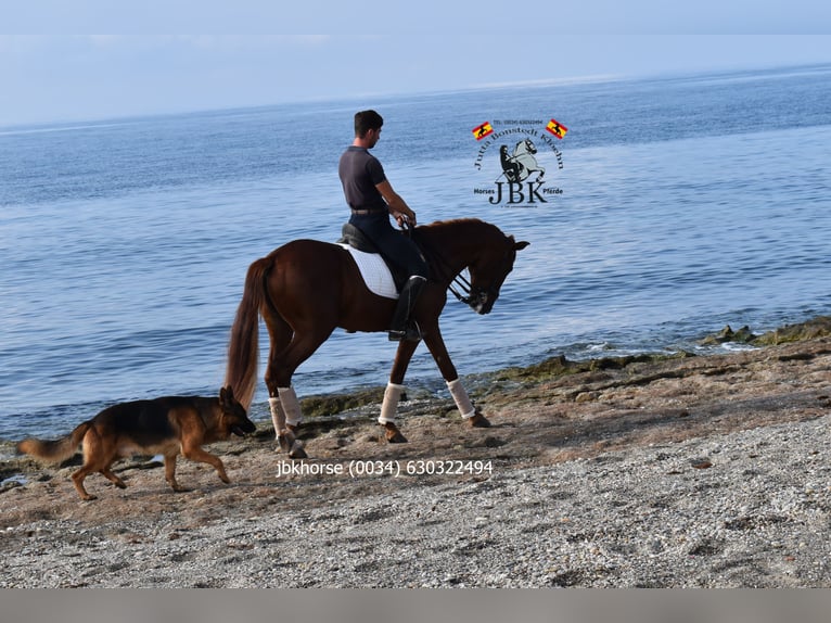 Andalusier Hengst 8 Jahre 163 cm Fuchs in Tabernas Almeria