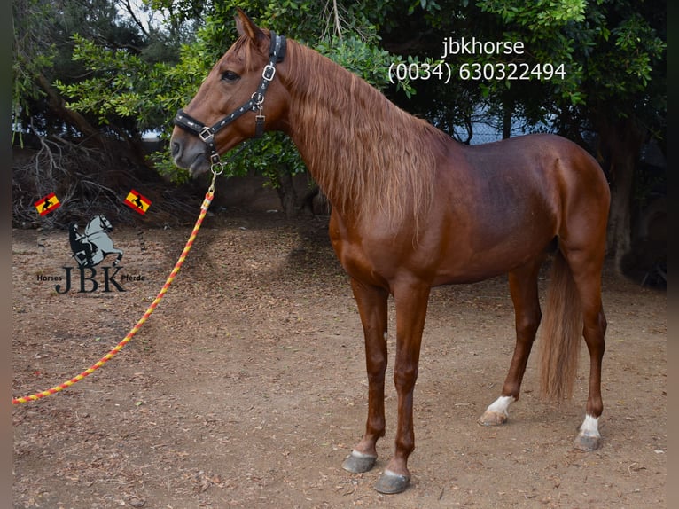 Andalusier Hengst 8 Jahre 163 cm Fuchs in Tabernas Almería