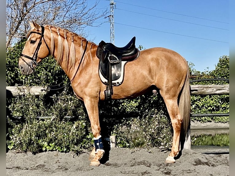 Andalusier Hengst 8 Jahre 163 cm Palomino in Galaroza (Huelva)