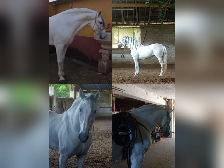 Andalusier Hengst 8 Jahre 163 cm Schimmel in Solbiate Con Cagno